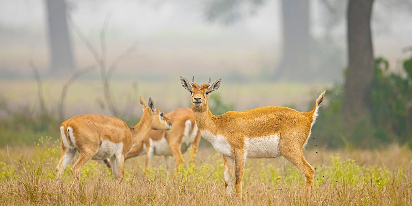 A female blackbuck grazing, highlighting the diverse fauna in Bagdara Wildlife Sanctuary.