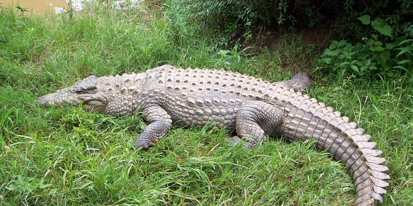Close-up of a gharial, a long-snouted crocodilian at Son Gharial Wildlife Sanctuary in water.