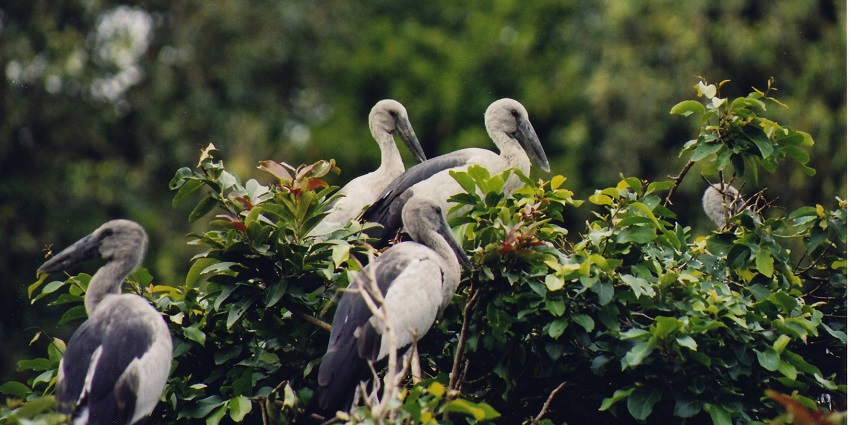A natural habitat of the billed storks, Ranganathittu National Park is a must-visit site.