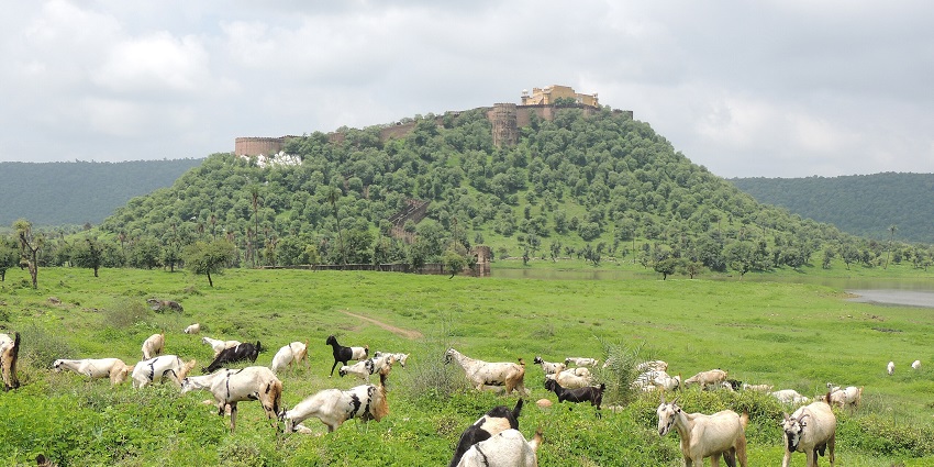 Kankwari Fort is located in the Sariska Tiger Reserve and is a paradise for history lovers.