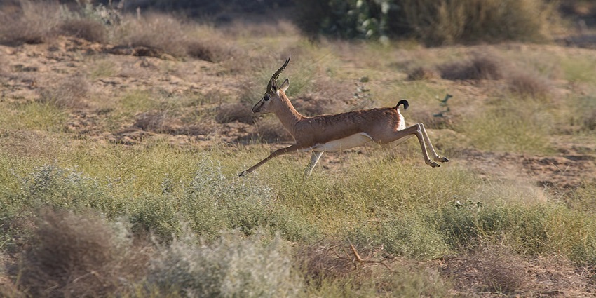 A Chinkara scurrying across the golden sands of Desert National Park, Jaisalmer.