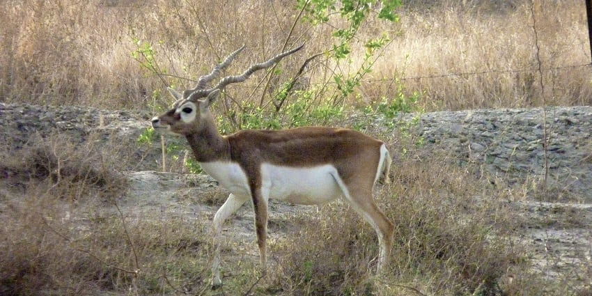 The expansive grasslands of Tal Chhapar Wildlife Sanctuary with blackbucks in their natural habitat.