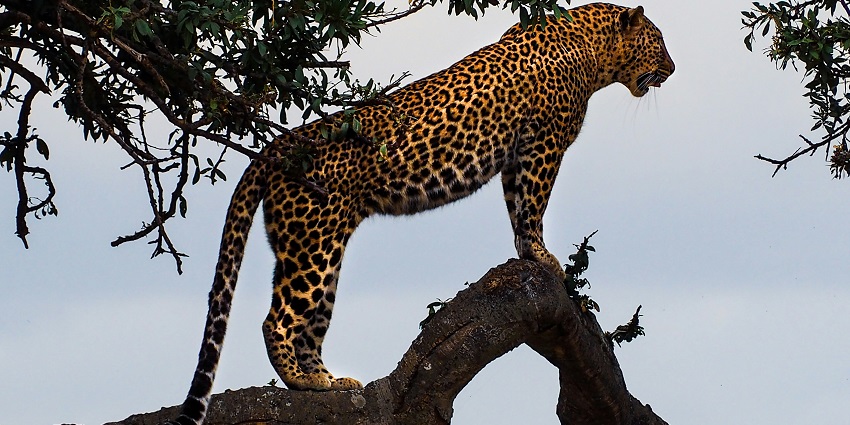 A panoramic view of Shergarh Wildlife Sanctuary with a leopard on a lush green tree.