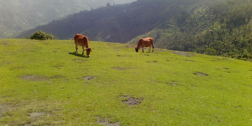 Two cows grazing peacefully on green hills in Rajgarh, Madhya Pradesh, India.