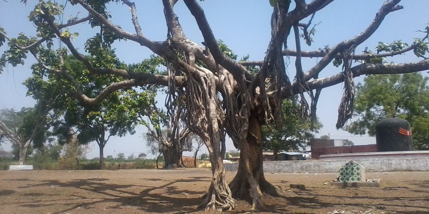 An image of an old tree with multiple branches hanging at Sailana Wildlife Sanctuary.