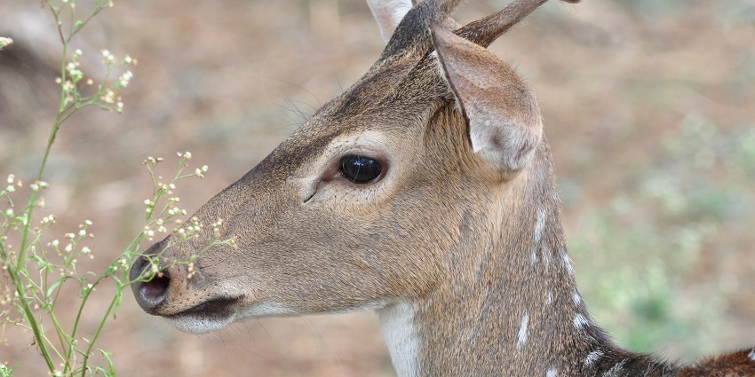 A deer at the Coorg Wildlife Sanctuary in Karnataka, which is a must visit attraction