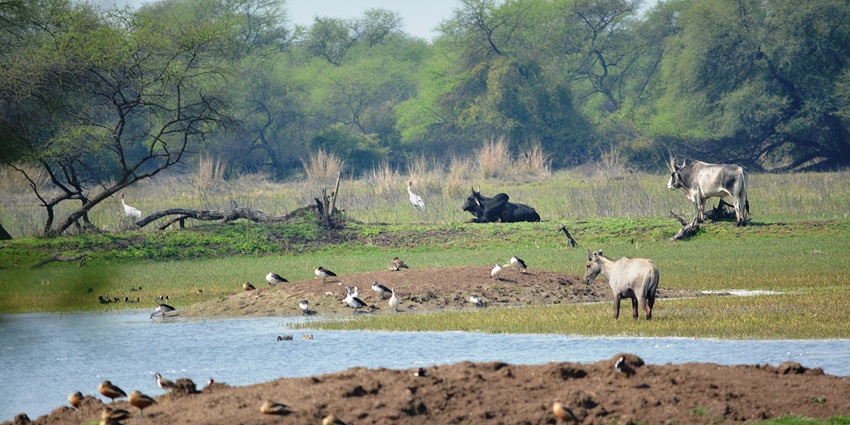 Rajasthan’s national parks: Bengal tigers, leopards, wildlife, stunning landscapes.
