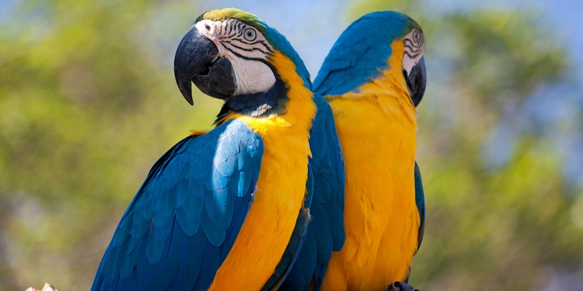 A Blue-and-yellow Macaw at Surat National Park.