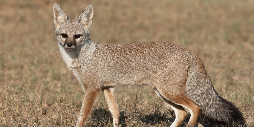 A fox roaming in the Kesarbagh Wildlife Sanctuary with his head turned to the right.