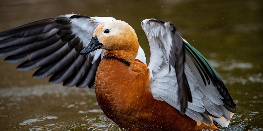 Ruddy shelduck in Jamwa Ramgarh Wildlife Sanctuary, showcasing the area's rich diversity.
