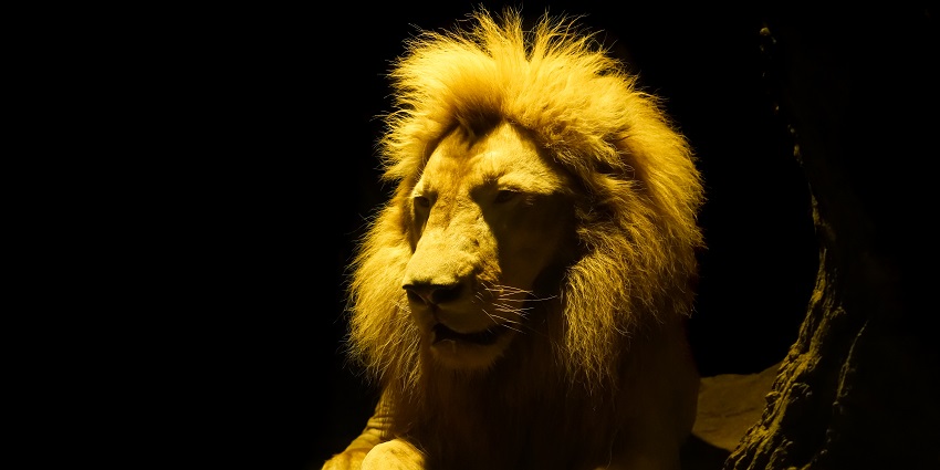 Watch a lion during the night safari in Chiang Mai in Thailand for a wildlife adventure