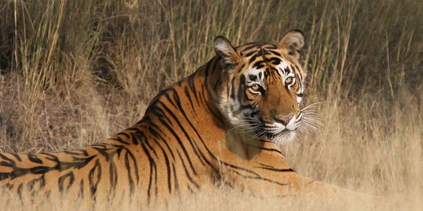 Night safari in Ranthambore offers easy access and is an ideal spot for adventure.