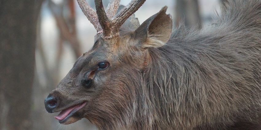 A sambar deer grazing in Ranthambore National Park amidst lush vegetation.