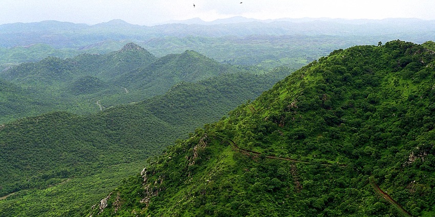 Explore a vibrant jungle safari in Jaipur, perfect for nature enthusiasts.