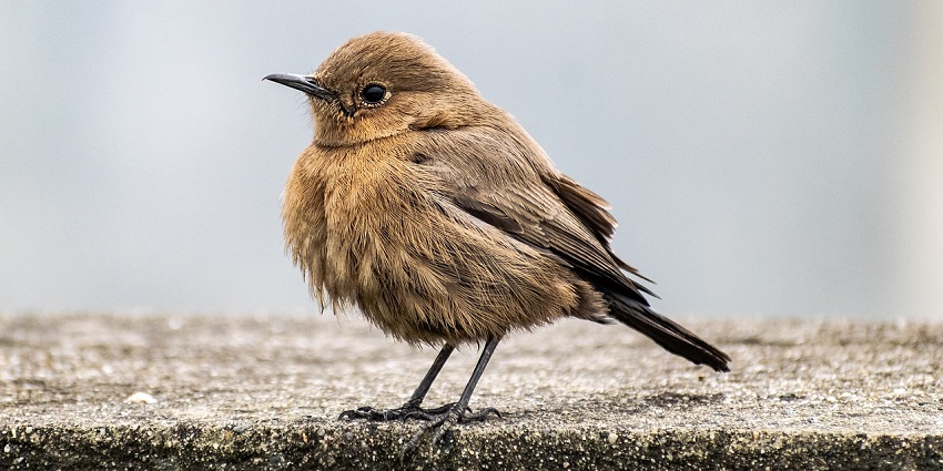 An image of an Indian Chat bird, at Ramgarh Vishdhari Wildlife Sanctuary