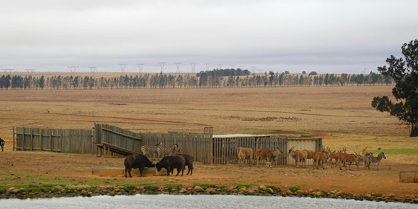 Picturesque view of wildlife gathered at watering hole in safari park during day time