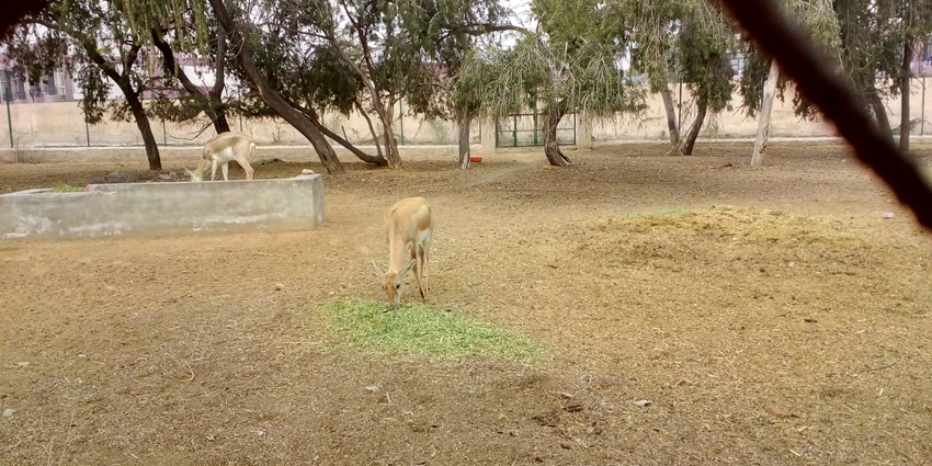 Image of Blackbuck in a zoo on dry grass land during day time in their natural habitat