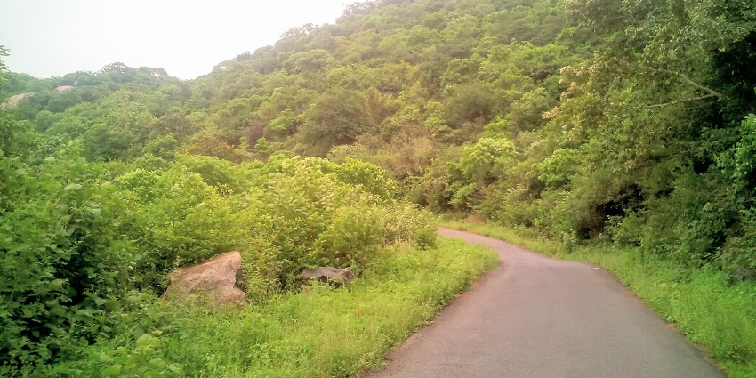A breathtaking view of a winding road surrounded by lush greenery during the day.