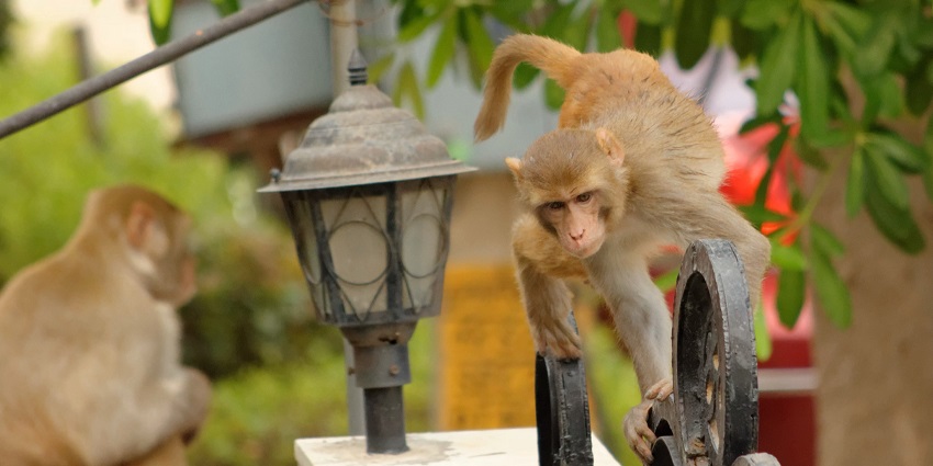 Monkeys in Haryana presenting a playful scene.
