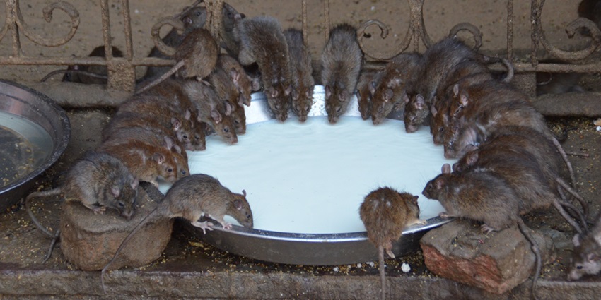 Image of the Rat Temple in Deshnoke, set against the vast Rajasthan desert landscape.
