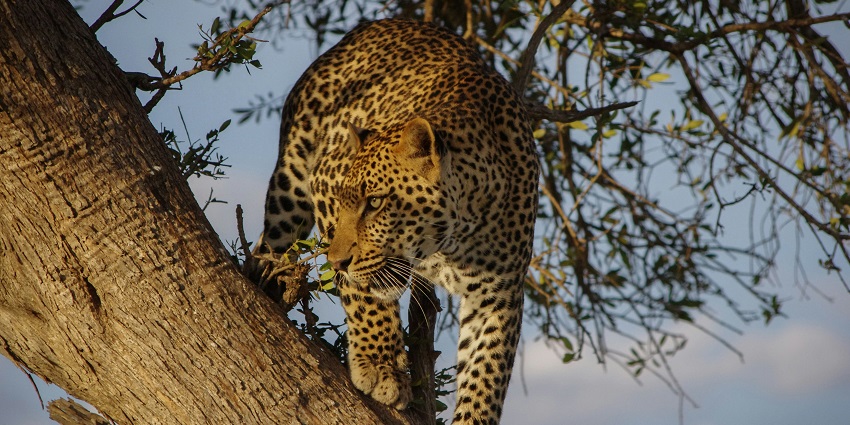 A stunning view of a brown and black leopard standing on top of a lush green tree.
