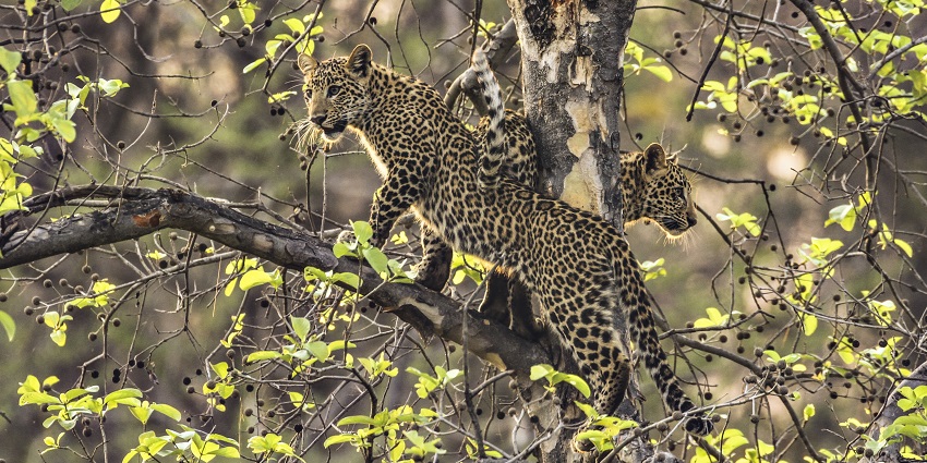 An inside view of Karlapat Wildlife Sanctuary, located in the Indian state of Odisha.