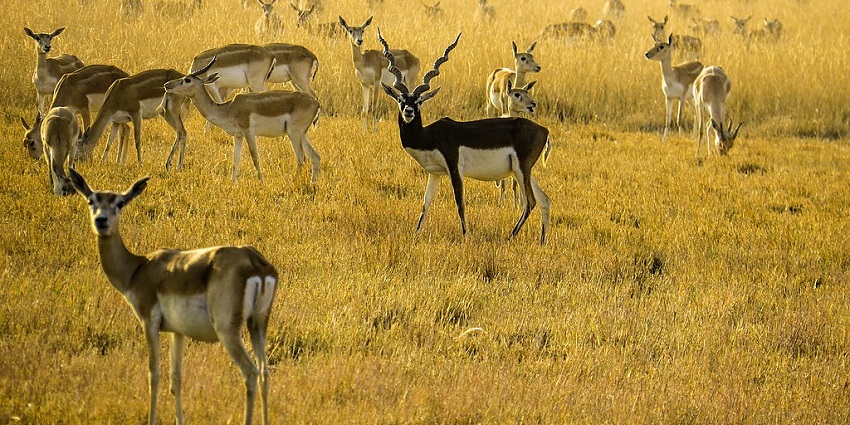 Blackbucks in the Velavadar national park.