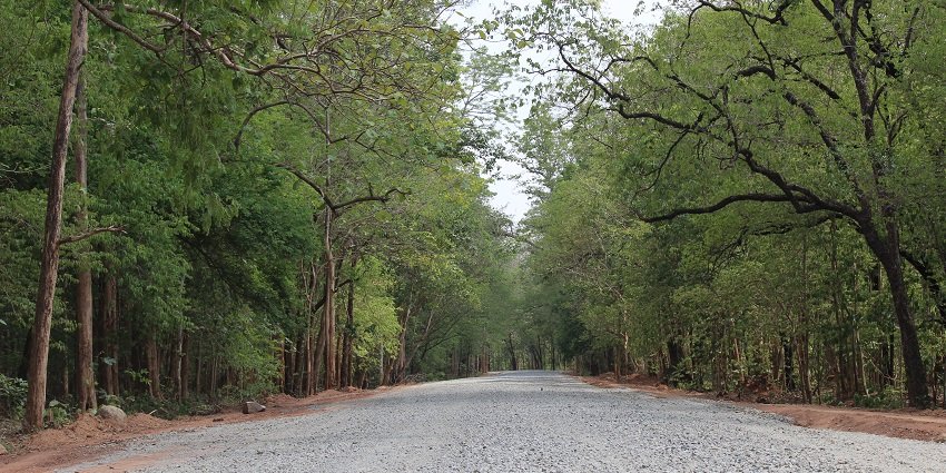 View of trails inside Balimela Wildlife Sanctuary lining with dense forests