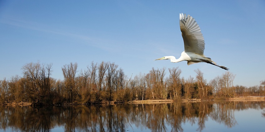 A bird flying over the Pamed Wildlife Sanctuary landscape in Bijapur
