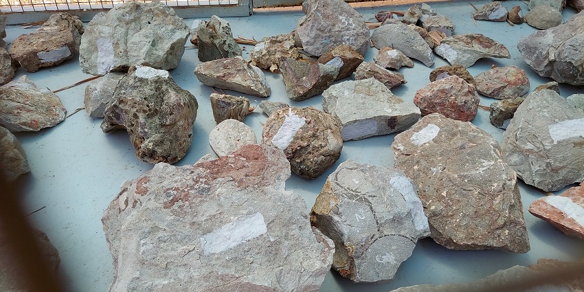 Visitors get to see egg fossils at the Dinosaur Fossil Park and Museum.