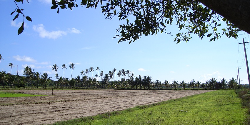 A picture of a beautiful village in Goa with fields and pine trees visible all around