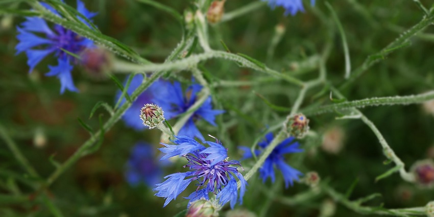 Delicate wild blueberry flower, resembling those at Machia Biological Park, Jodhpur.