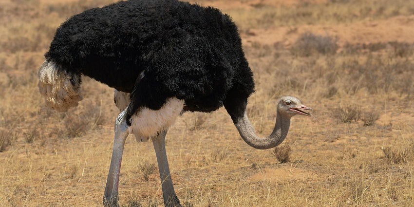 An ostrich spotted at the Machia Biological Park, one of the famous zoos in Jodhpur.
