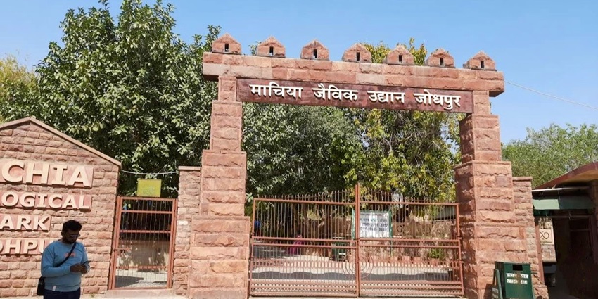Machia Biological Park is a wildlife park in Jodhpur housing native animals and bird species.