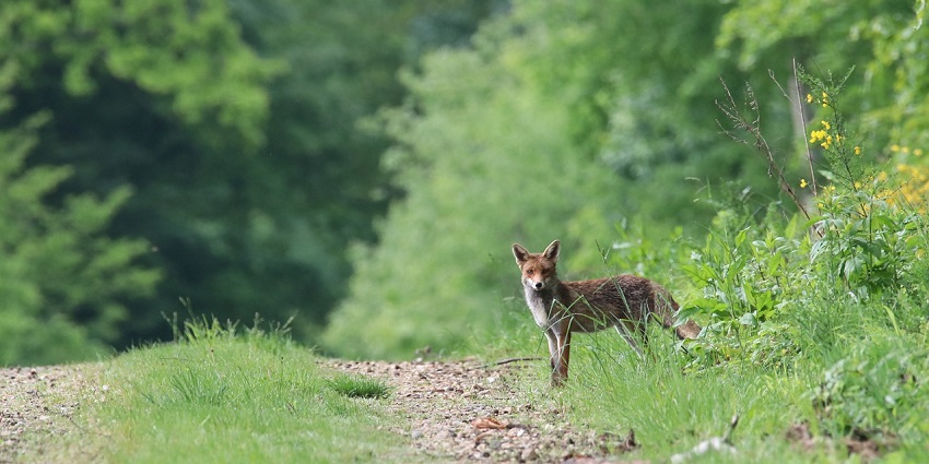 A fox standing in the Machia Biological Park, one of the best zoos in Rajasthan.