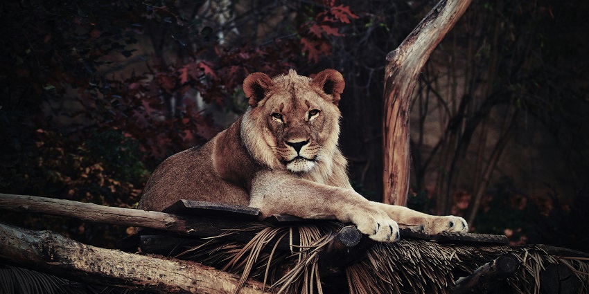 Machiya Safari Park a popular destination near Dhawa Doli Wildlife Sanctuary features lions, tigers, and scenic safari tours in a serene setting.
