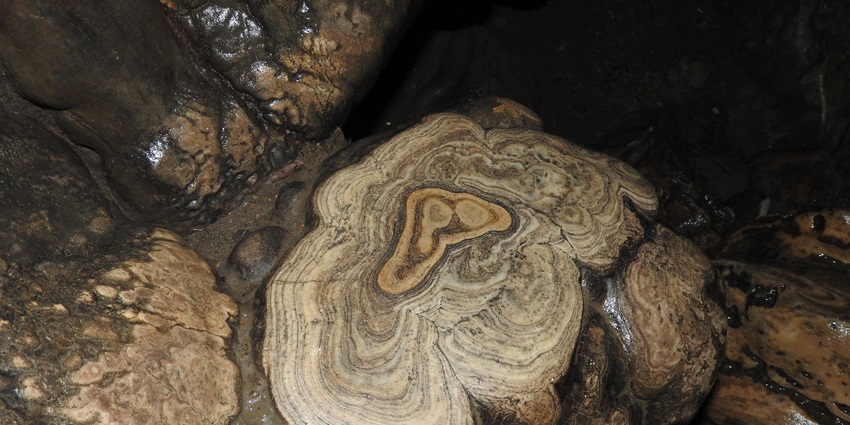 Tree bark like patterns have formed on large limestone placed near water and rocks