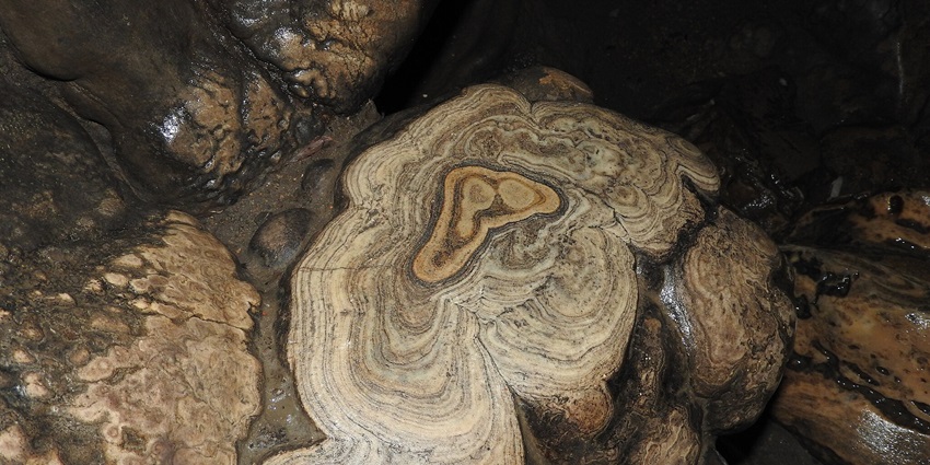 A large limestone that has tree bark-like patterns on it is surrounded by rocks.