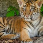 A tiger cub at the Madhai Wildlife Sanctuary in Madhya Pradesh which is filled with nature