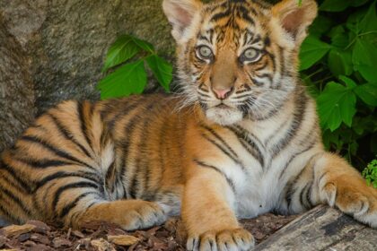 A tiger cub at the Madhai Wildlife Sanctuary in Madhya Pradesh which is filled with nature