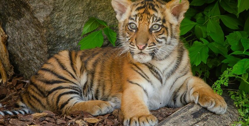 A tiger cub at the Madhai Wildlife Sanctuary in Madhya Pradesh which is filled with nature