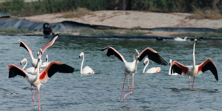 A group of birds at the Madhai Wildlife Sanctuary in Hoshangabad district