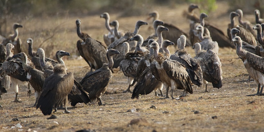 Indian vultures perched in Madhav National Park, a popular place nearby