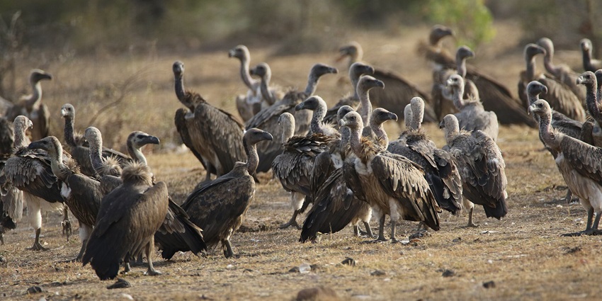 An image with many Indian vultures standing at the Madhav National Park, Shivpuri, Madhya Pradesh.