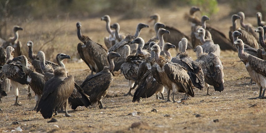 The picture of Indian Vultures in Madhav National Park has increased in number after conservation efforts.