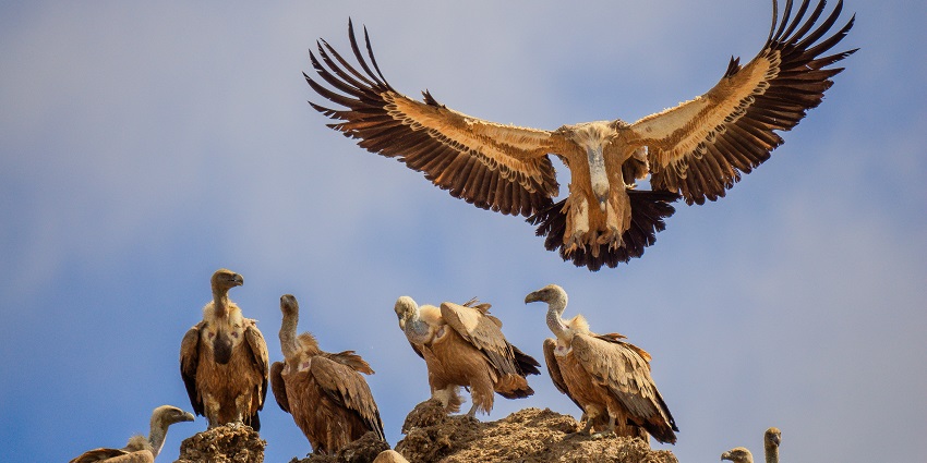 Indian Vulture at Madhav National Park, a popular destination near Sultan Garh Waterfalls