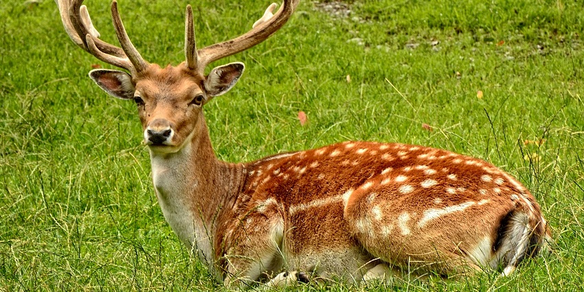 An image showing a brown deer standing in a dry, grassy field with scattered plant.