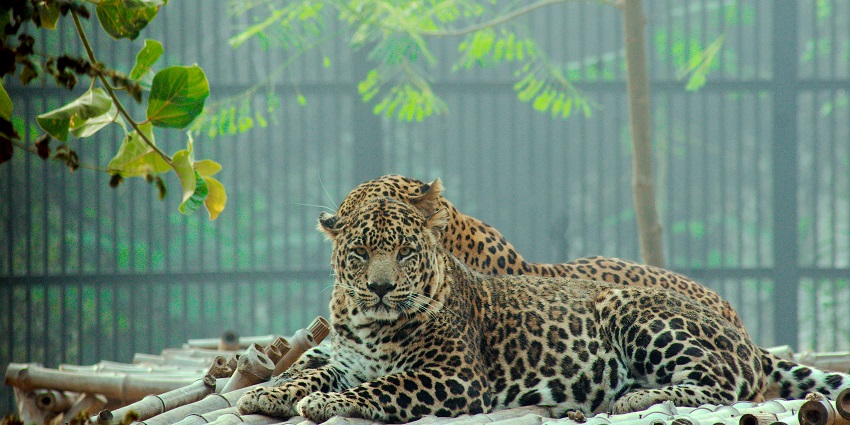 A leopard at the Madhav National Park, one of the top places to visit in Shivpuri.