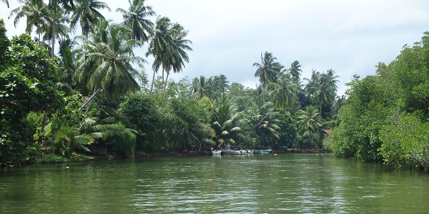 Madu Ganga is a magnificent river located near Balapitiya and Hikkaduwa Beach.