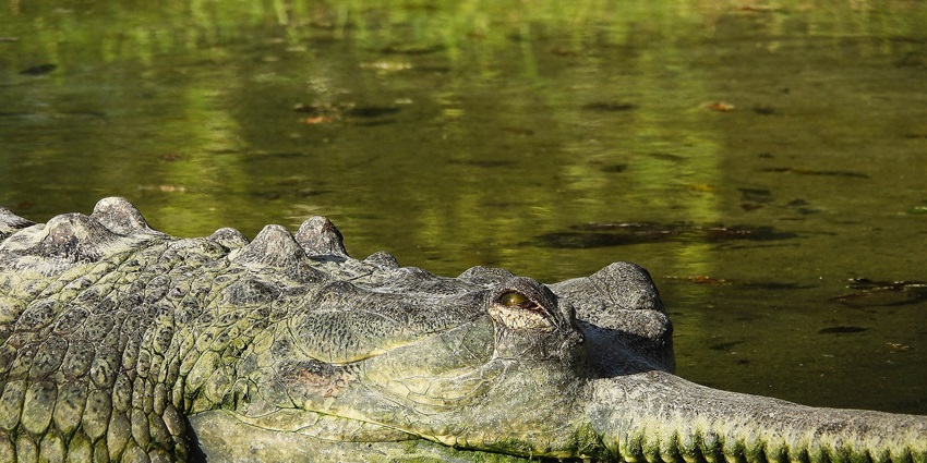 The Mahendra Chaudhary Zoological Park, one of the best places to visit in Chandigarh